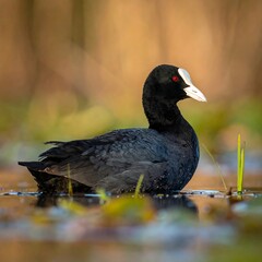Obraz premium Coot bird in natural wetland habitat.