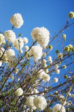 Beautiful white blossoms of Snowball Viburnum shrub in the spring garden. Blue sky background.