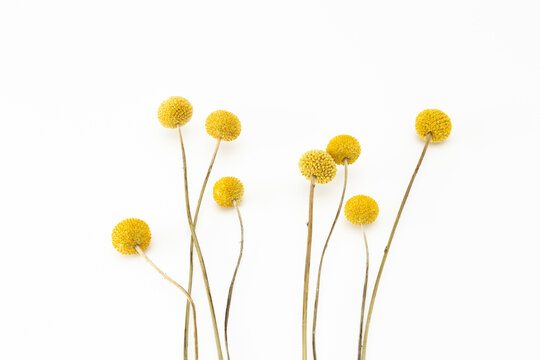 クラスペディア