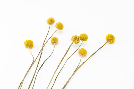 クラスペディア