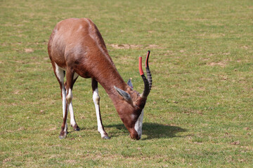 antelope (damalisk or damalicus) in a zoo in france  © frdric