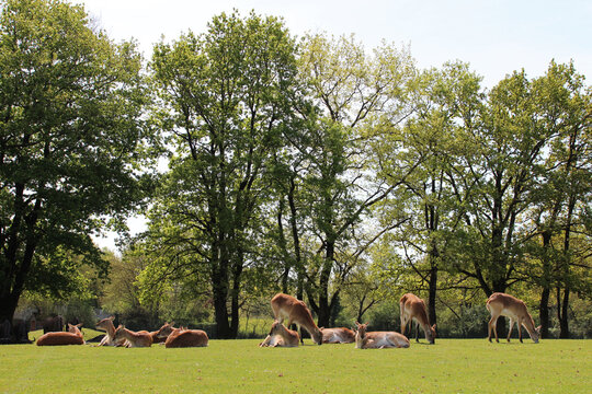 deers (lechwe cobes) in a zoo in france 