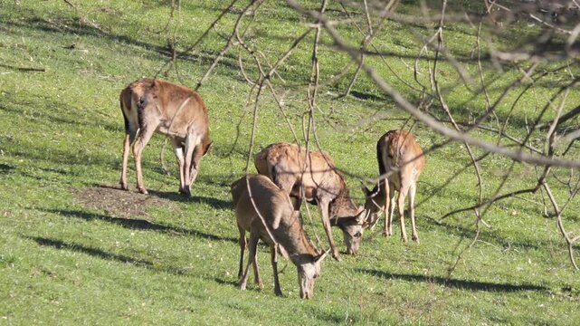 Group of female Roe deer and cubs grazing in alpine meadow and forest in background. Wildlife spring scene in Italian Alps, natural behavior captured in 4K 60fps