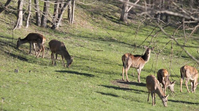 Group of female Roe deer and cubs grazing in alpine meadow and forest in background. Wildlife spring scene in Italian Alps, natural behavior captured in 4K 60fps