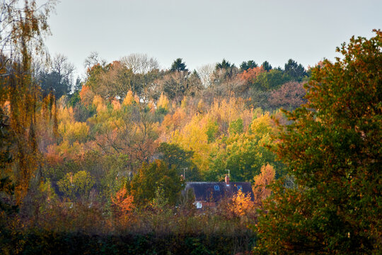 Autumn woodland landscape with mixed seasonal colors