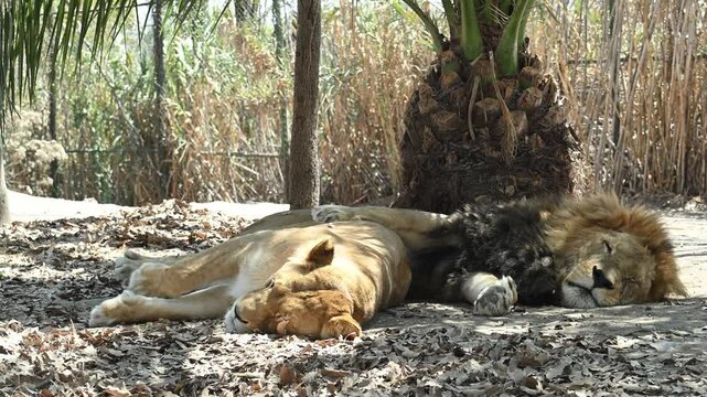 A pair of lions resting in the shade of the trees