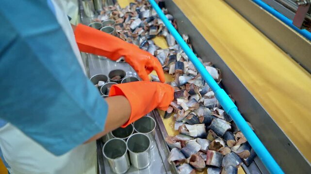 Workers packing sardines into cans, part of the process and production line in a canned fish factory