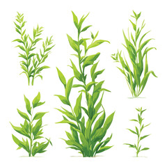 Obraz premium set of fresh herbs