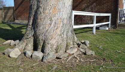 Fototapeta premium Tree with Rocks - Early Springtime