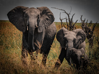 Elephant family with calf walking through savannah in Moremi Game Reserve, Botswana © Rebekka