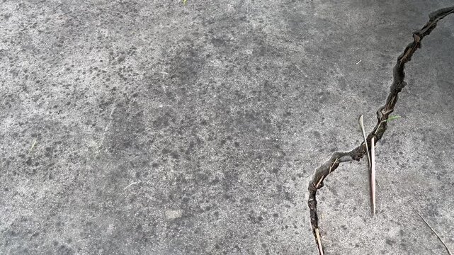 Cracked concrete floor with plant root growing