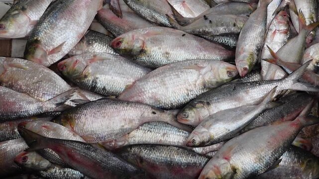 Lots of frozen Hilsa Fish on wholesale market. Hilsa fish in align on top of ice. Largest wholesale Hilsha fish market at Borhanuddin, Bhola district, Bangladesh.