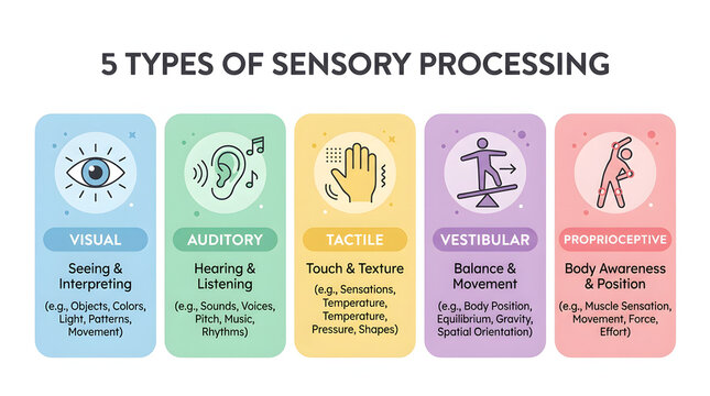 An infographic illustrates five types of sensory processing including visual, auditory, tactile, vestibular, and proprioceptive.