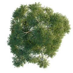 Overhead view of Eucalyptus globulus tree isolated on black for site plan rendering © NguyenDuc