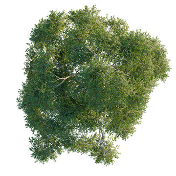 Overhead view of Eucalyptus globulus tree isolated on black for site plan rendering