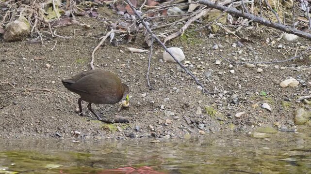Damp earthy textures enhancing scenic depth around focused aquatic hunting behavior