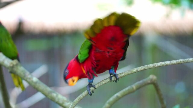 A Yellow-bibbed Lory (Lorius chlorocercus) perches on a branch, ruffling its feathers as it preens and grooms its plumage, close up shot.