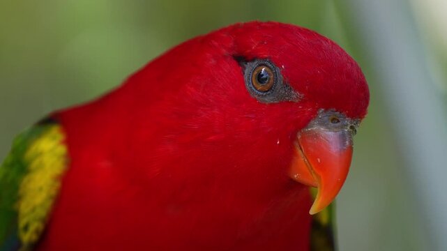 Portrait of a Chattering Lory (Lorius garrulus), close up shot.