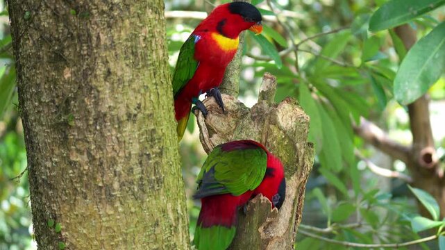 Two Yellow bibbed lory (Lorius chlorocercus) exploring tree cavity and preparing for nesting season, close up shot.