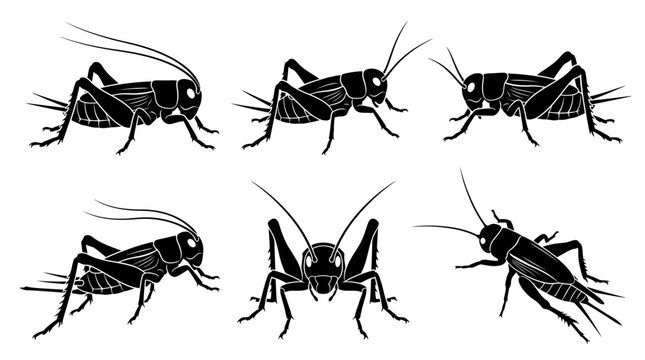 Crickets Vector Silhouettes Insects Black Outline Illustrations Wildlife Nature Bug Anatomy Legs Antennae Jumping Segmented Body Clipart Graphic Icon Symbol Design