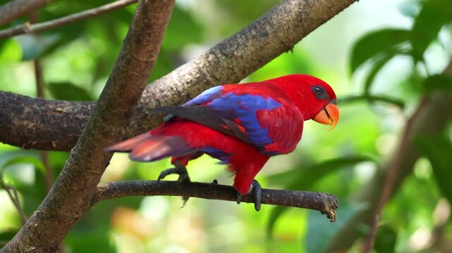 A Red lory (Eos bornea) perches on tree branch amidst lush green foliage, scratching its head with its foot spreads its wings and fly away, close up shot.