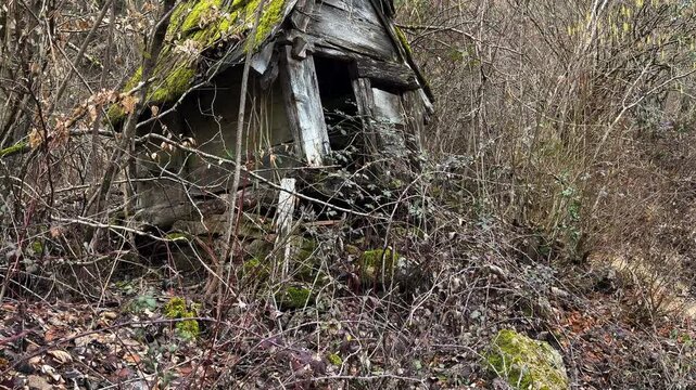 Old, partially collapsed wooden watermill covered in bright green moss and surrounded by dense, wild vegetation. The structure is heavily weathered, with broken beams and a sagging roof.