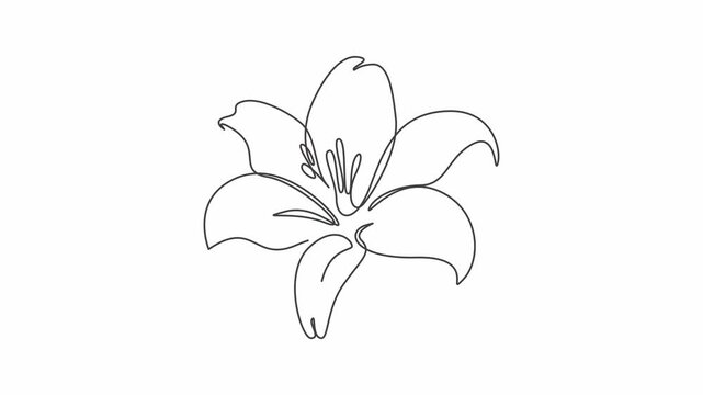 white lily flower, Flower Line Art Animation Loop Background, Floral Line Drawing Animation Motion Graphics