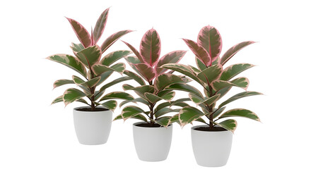 Obraz premium Three potted Ficus elastica 'Tineke' rubber plants with variegated green and pink leaves in white pots, isolated on a white background.