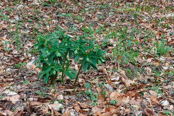 Helleborus viridis. Green hellebore among the dry leaves in a beech forest.