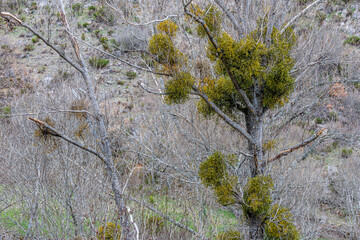 Landscape with poplar covered with the semi-parasitic plant white mistletoe. Viscum album.