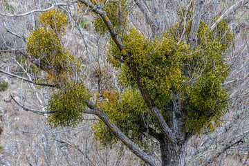 Viscum album. Landscape with poplar covered with the semi-parasitic plant white mistletoe.