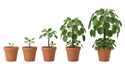 Fototapeta premium A series of five Pilea peperomioides plants in terracotta pots, showing different stages of growth from seedling to mature plant on a white background.