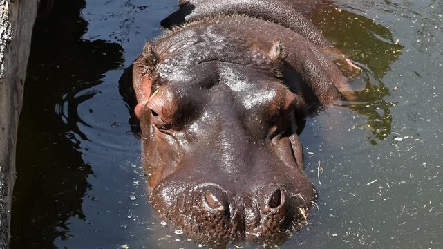 Close-up of a hippopotamus's head in the water.