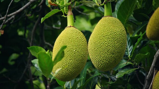 Young jackfruit growing on tree in tropical garden with lush green leaves, fresh exotic fruit in natural environment, healthy organic food concept