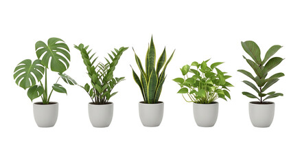 Fototapeta premium Five diverse potted houseplants, including monstera, snake plant, and fiddle-leaf fig, arranged in a row against a white background, showcasing indoor greenery.