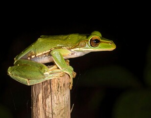 Fototapeta premium A green frog perched on a wooden post at night