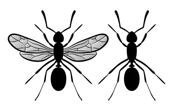 The set silhouettes of ants with wings.
