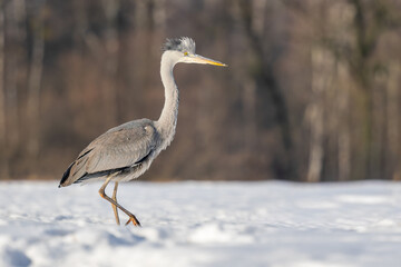 Obraz premium Grey Heron - Ardea cinerea, large common gray heron from worldwide lakes and rivers, Poland.