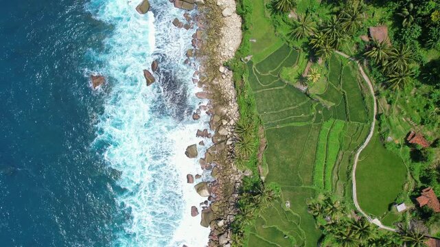 Aerial drone footage from above of the famous Pangasan beach, the green rice field, blue sea, waves, coconut trees, and rocky shore, in a sunny weather, in Pacitan regency, Java island, Indonesia