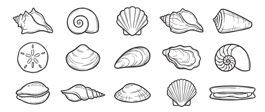Various detailed black and white outline drawings of different seashells and marine mollusk shells are neatly arranged