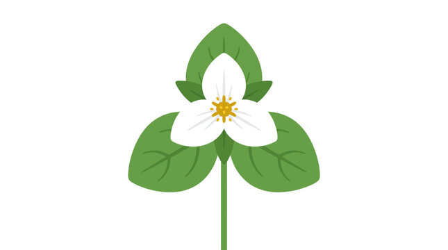 White Trillium Flower Vector Illustration - Minimalist Botanical Icon of Ontario Provincial Flower and Ohio State Wildflower