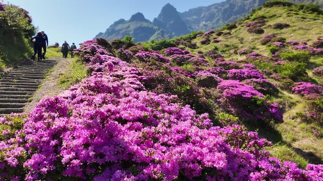 阿蘇　仙酔峡のミヤマキリシマ