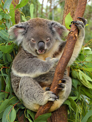 Obraz premium A koala is sitting on a branch of a tree. It is hugging the branch and has its eyes closed. Green eucalyptus leaves are all around. The scene shows a typical day in the wild