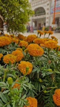 Genda Phool