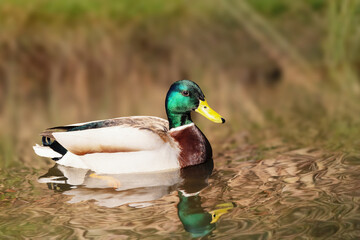 Krzyżówka zwyczajna, krzyżówka, kaczka krzyżówka (Anas platyrhynchos) © Janusz Lipiński