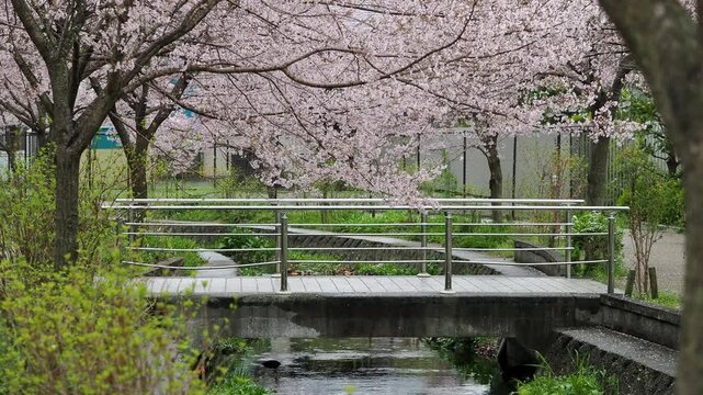 雨が降る公園の小川沿いに咲く桜