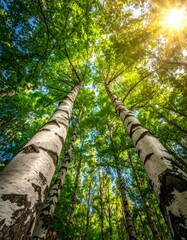 Fototapeta premium Sunlit Birch Forest Canopy - A Serene View from Below.