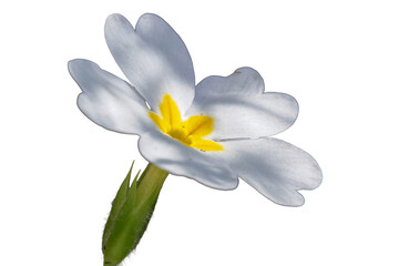 Fototapeta premium Illustration d'une fleur de primevère blanche au cœur jaune isolée 