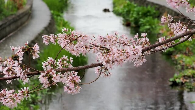 雨が降る公園の小川沿い咲いた桜