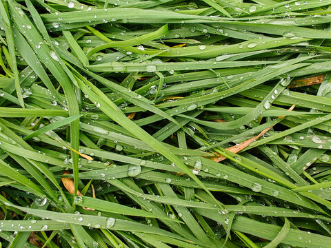 Background of fresh green grass with dew drops.